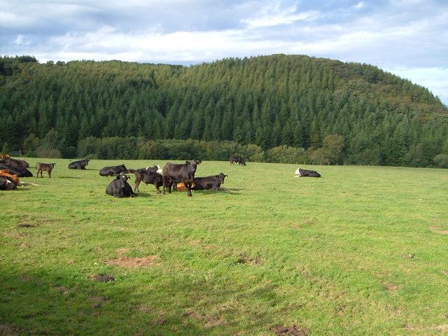 File:Burley Wood - geograph.org.uk - 249589.jpg