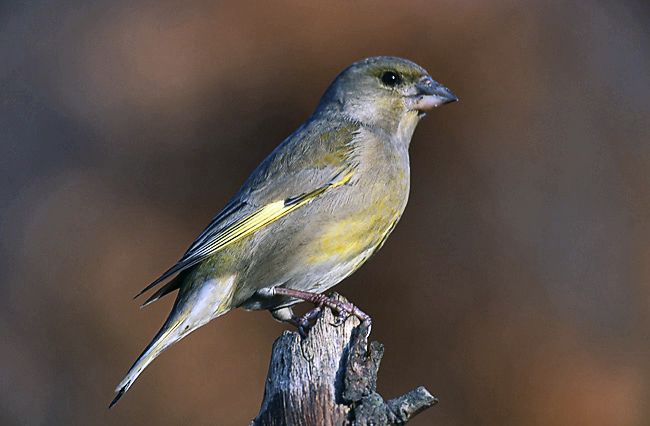 File:Carduelis chloris 2 (Marek Szczepanek).jpg