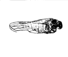 File:Cercopites torpescens Scudder 1895 pl1 Fig1.png