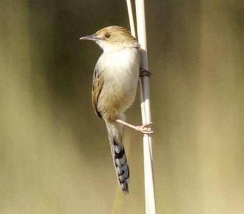 File:Chirping Cisticola (Cisticola pipiens), crop.jpg