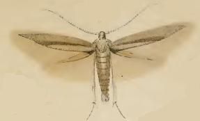 File:Coleophora gryphipennella.JPG