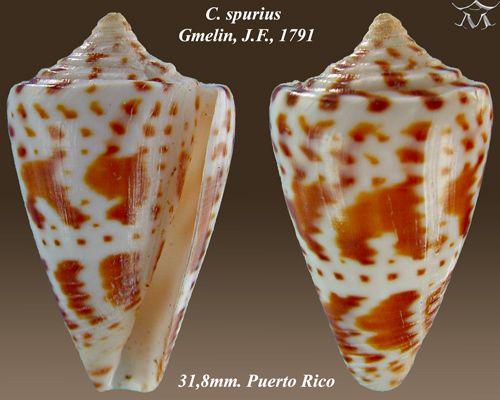 File:Conus spurius 3.jpg