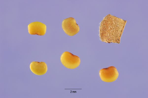 File:Desmodium triflorum fruit and seeds.jpg