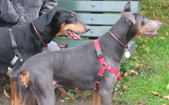 File:Doberman Pinschers black and blue.jpg