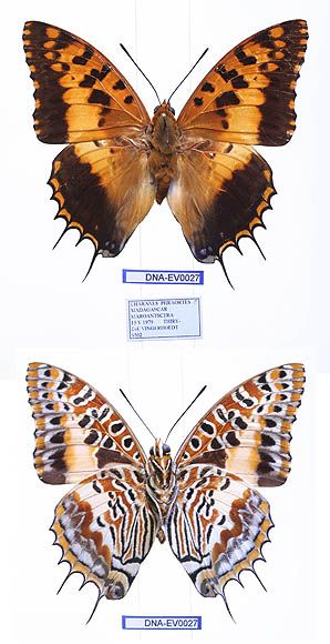 File:EV-0027 Charaxes phraortes (3666472324).jpg