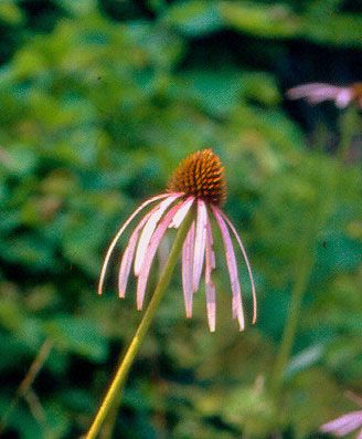 File:Echinacea laevigata.jpg