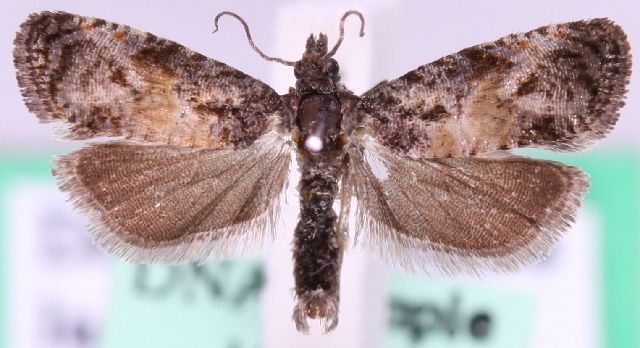 File:Endothenia nigricostana.jpg