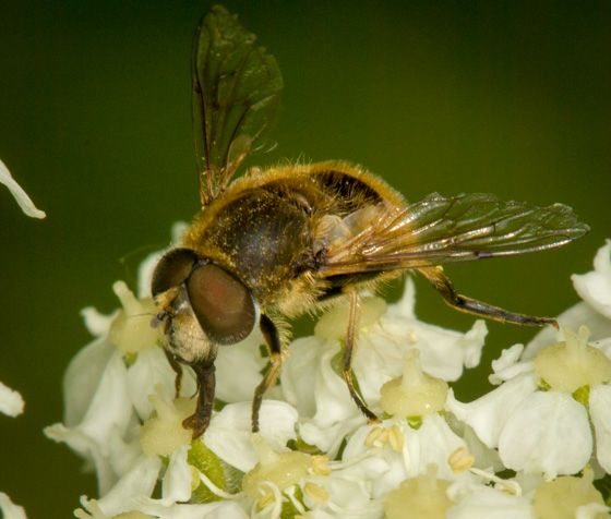 File:Eristalis brousii side.jpg