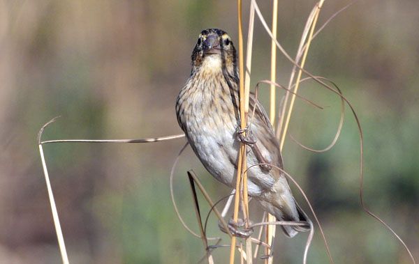 File:Female Long-tailed Widowbird.jpeg