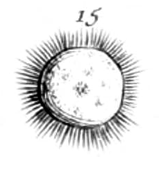 File:First ever heliozoan depiction by Louis Joblot.png