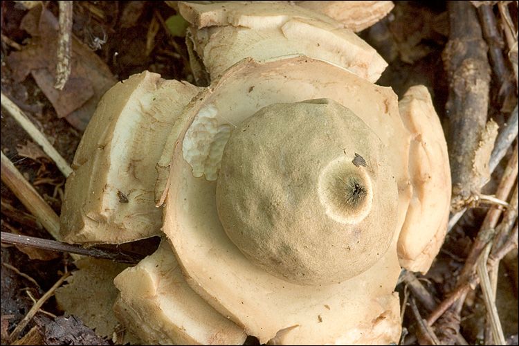 File:Geastrum triplex 55657.jpg