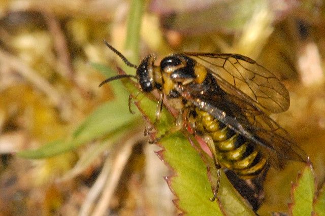 File:Gilpinia polytoma - lindsey.jpg