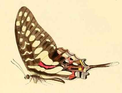 File:Graphium porthaon1.JPG