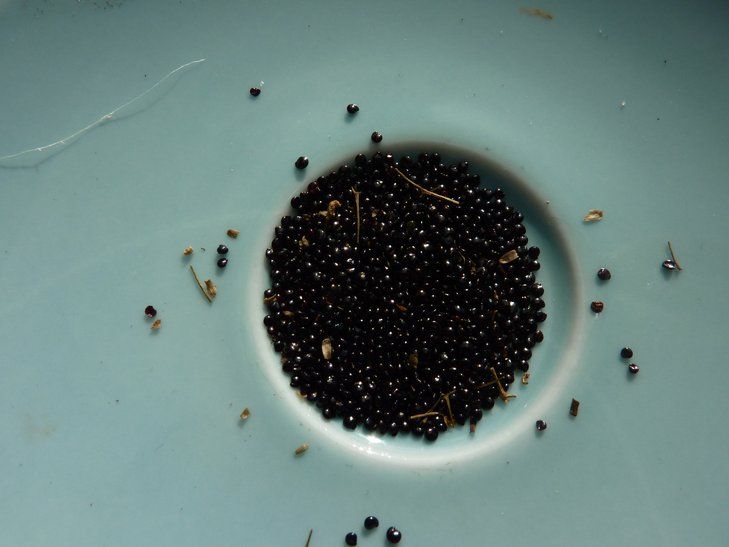 File:Hablitzia tamnoids seeds P1110409 phatch.JPG