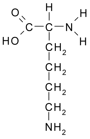 File:L-Lysine.png