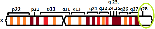 File:L1CAM gene.png