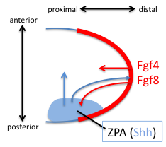 File:Limb bud early signals.png