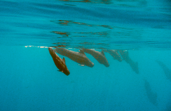 File:Maldivian pilot whales.png