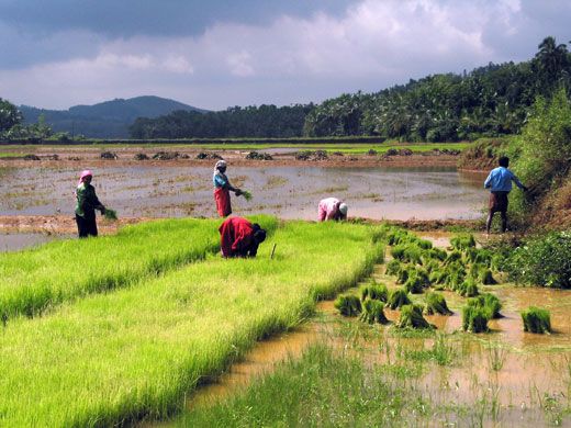 File:PADDY FIELDS.jpg