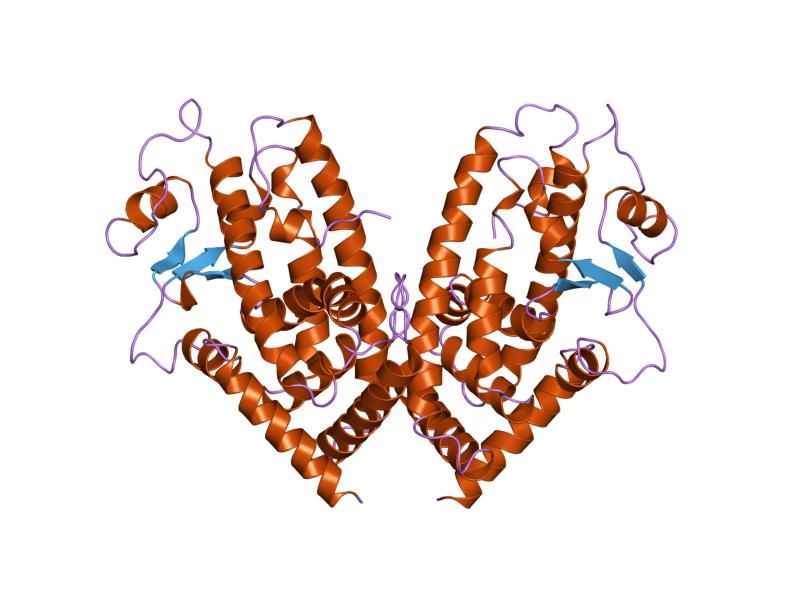 File:PDB 1prg EBI.jpg