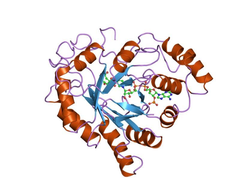 File:PDB 2acs EBI.jpg