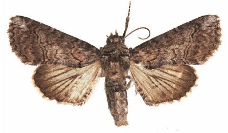 File:Paectes sinuosa male1.jpg