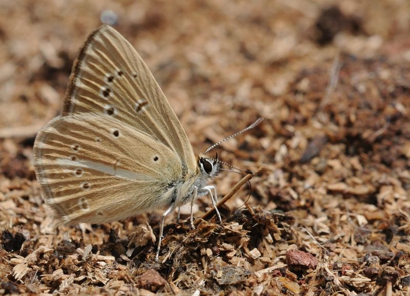 File:Polyommatus eriwanensis 01.jpg