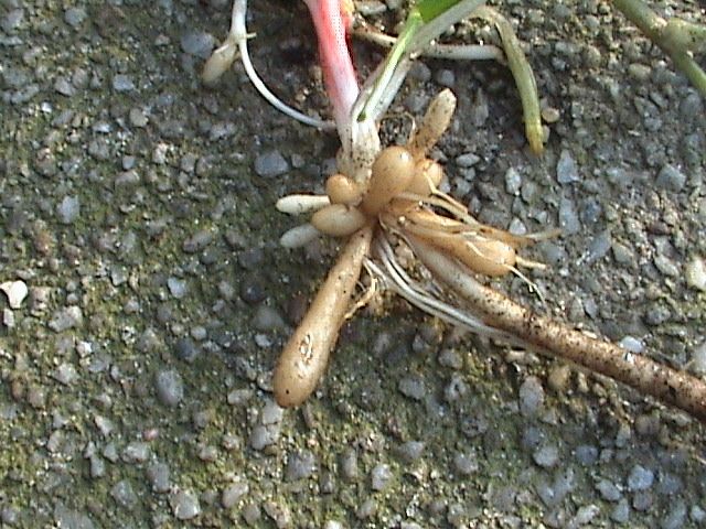 File:Ranunculus ficaria Roots.jpg