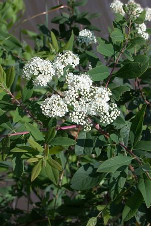 File:Spiraea virginiana.jpg