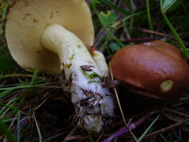 File:Suillus granulatus.JPG