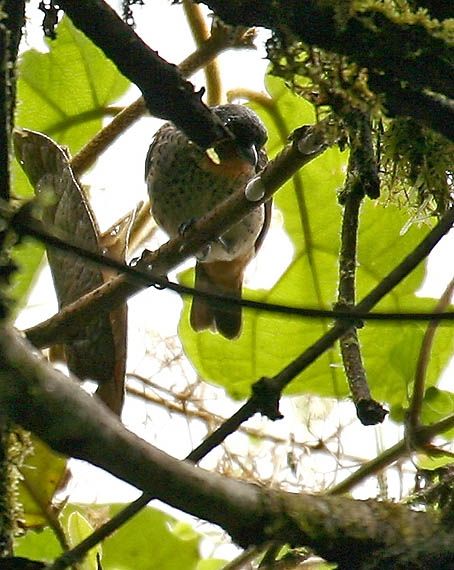 File:Tangara rufigula -NW Ecuador-4.jpg