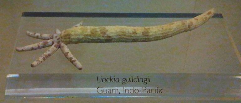 File:Tu - Linckia guildingi cropped.jpg