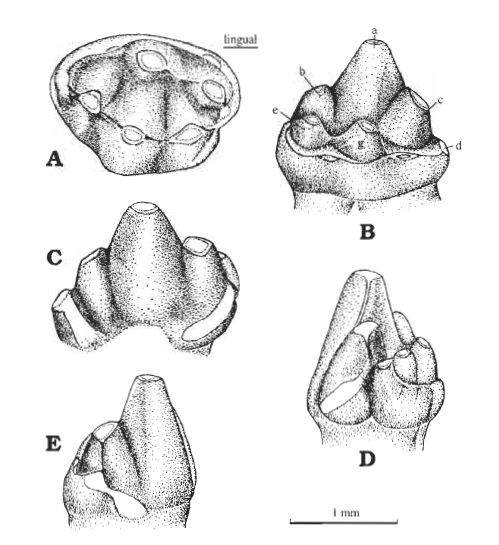 File:Woutersia butleri.jpg