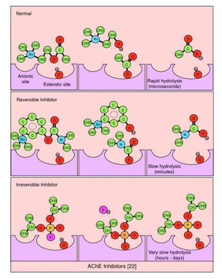 File:AChe inhibitors pic.jpg