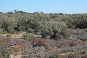 File:A group of Atriplex vesicaria shrubs.jpg