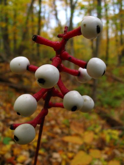 File:Actaea-pachypoda.jpg