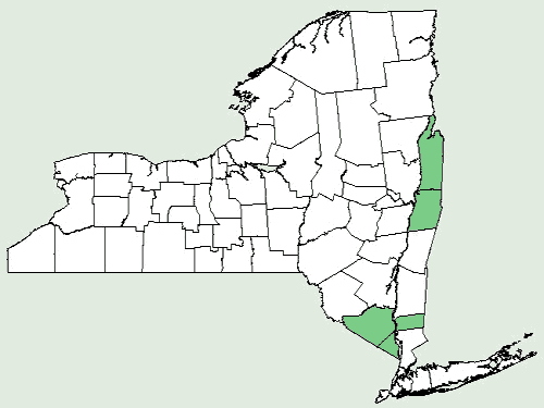 File:Alisma triviale NY-dist-map.png