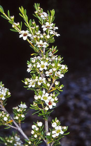 File:Baeckea latifolia.jpg