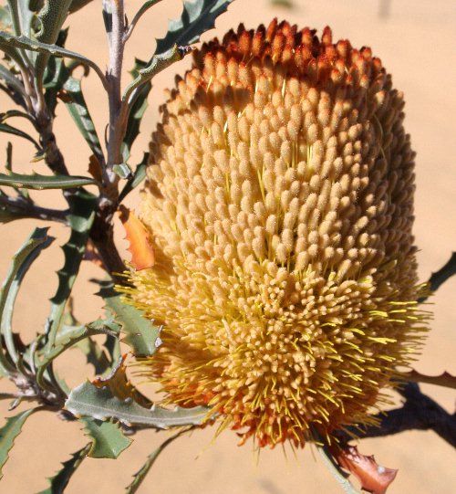 File:Banksia audax bloom sunny email.jpg