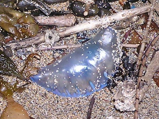 File:Bluebottle.jpg