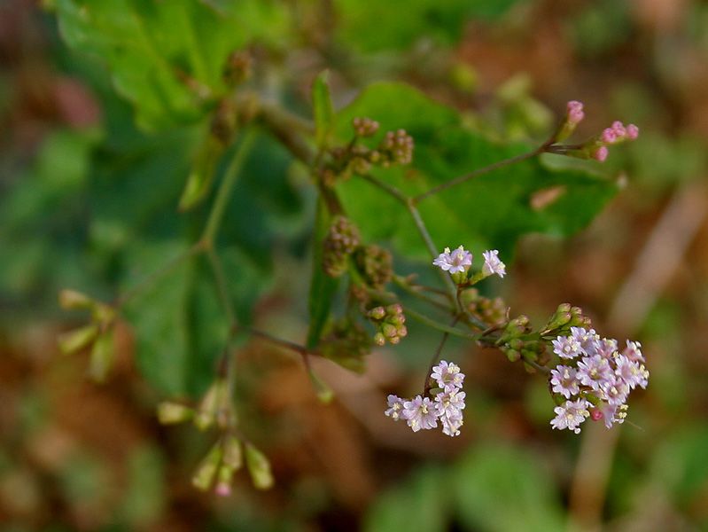 File:Boerhavia erecta in Hyderabad W IMG 8887.jpg