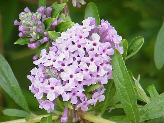 File:Buddleja alternifolia0.jpg