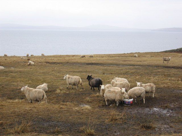 File:Burray Sheeps.jpg