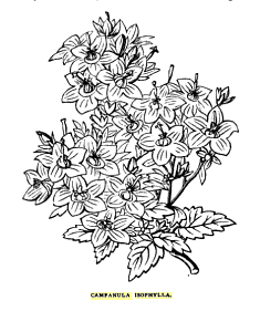 File:Campanula isophylla.png