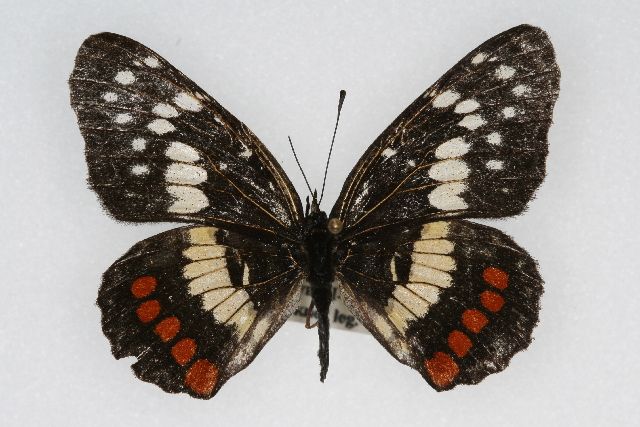 File:Chlosyne eumeda.jpg