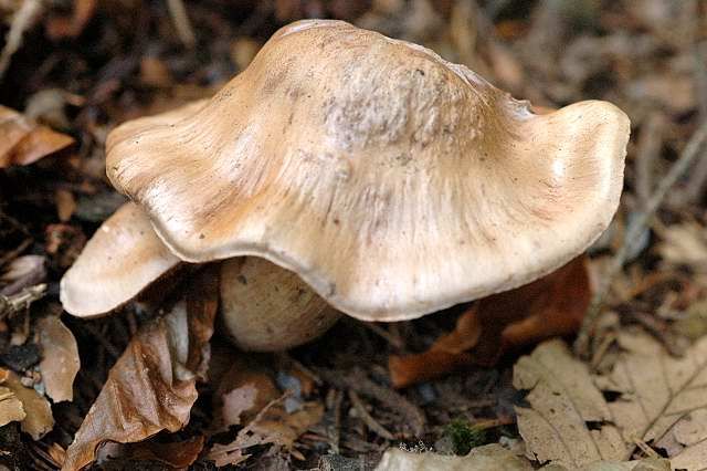 File:Cortinarius.livido-ochraceus.-.lindsey.jpg