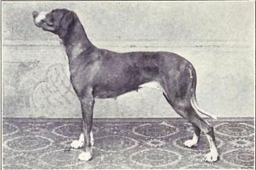 File:Danish Pointer from 1915.JPG