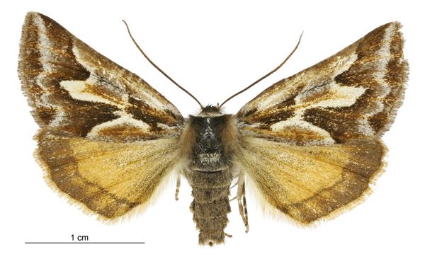 File:Declana glacialis female.jpg