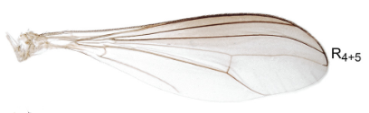 File:Dolichopodidae wing.png