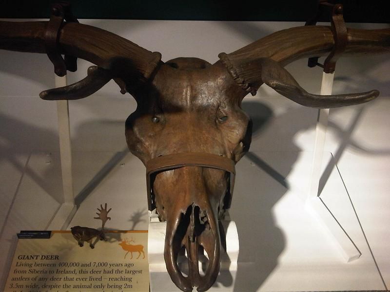 File:Em - Megaloceros giganteus - GMZ 2.jpg